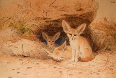 Fennec Fox - Canis cerdo by Joseph Wolf